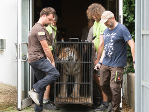 Zabavený tygr odjel z Liberce do nového domova v Nizozemí. Klidně a vyrovnaně