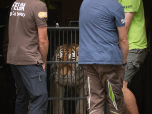 Zabavený tygr odjel z Liberce do nového domova v Nizozemí. Klidně a vyrovnaně