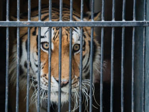 Zabavený tygr odjel z Liberce do nového domova v Nizozemí. Klidně a vyrovnaně