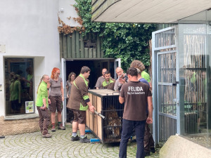 Zabavený tygr odjel z Liberce do nového domova v Nizozemí. Klidně a vyrovnaně