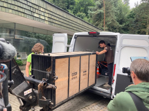 Zabavený tygr odjel z Liberce do nového domova v Nizozemí. Klidně a vyrovnaně