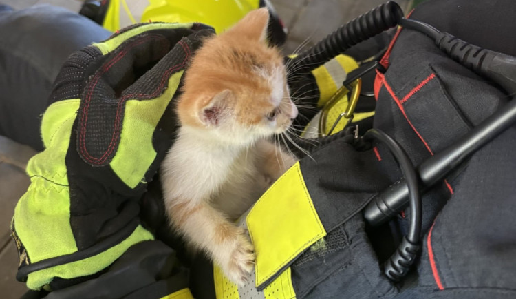 Hasiči zachraňují čtyřnohé kočky v nesnázích. Od začátku roku k nim vyjížděli 20 krát