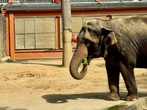 Nechte slonici Balu dožít v Zoo Liberec, žádá petice. Odborníci to odmítají