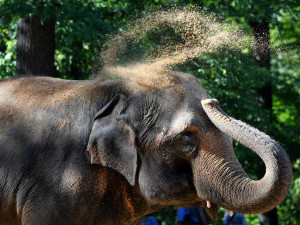 Nechte slonici Balu dožít v Zoo Liberec, žádá petice. Odborníci to odmítají