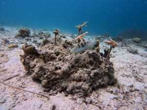 Zakládání korálových školek.