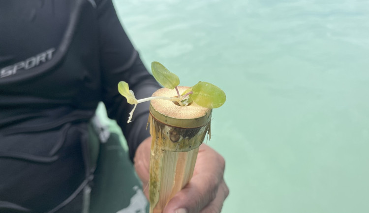 Sazenice mořské trávy.