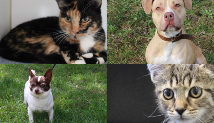 HLEDÁME PÁNÍČKA: Temperamentní Linda, oddaný Kevin i osm smutných kočiček touží po domově