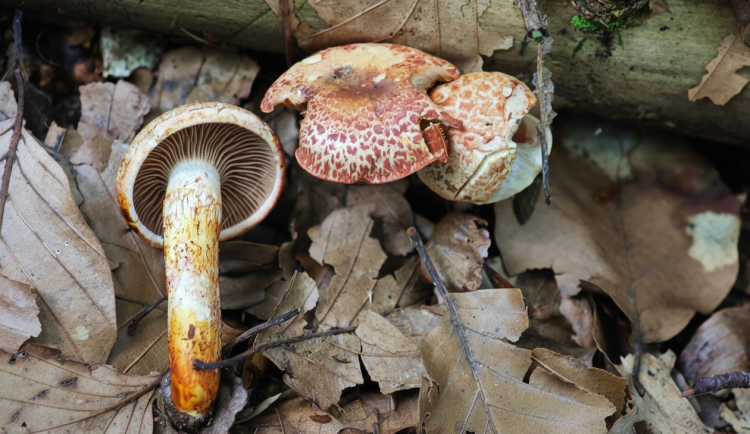 BLOG: Pavučinec červenošupinný - krasavec kyselých bučin