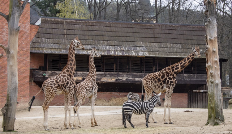 Rekonstrukce pavilonu žiraf v liberecké zoo začíná. Výběh bude dvakrát větší