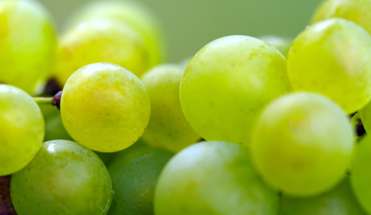 Vinobraní na jihu Moravy komplikuje počasí, hrozny už začínají hnít