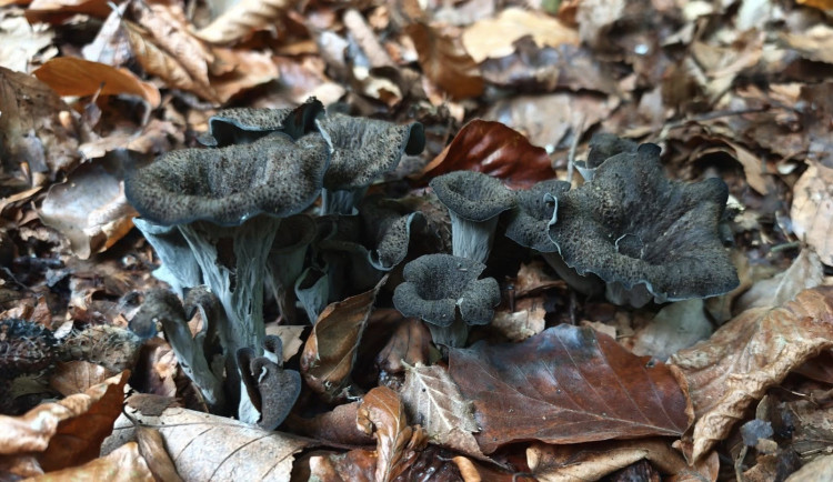 BLOG: Stroček trubkovitý: Od trumpety smrti po kulinářskou delikatesu