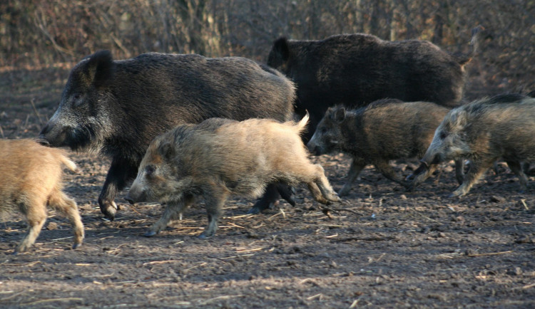 Přemnožení divočáci se opět stahují k lidem, Praha 5 dá za každého uloveného tisícovku