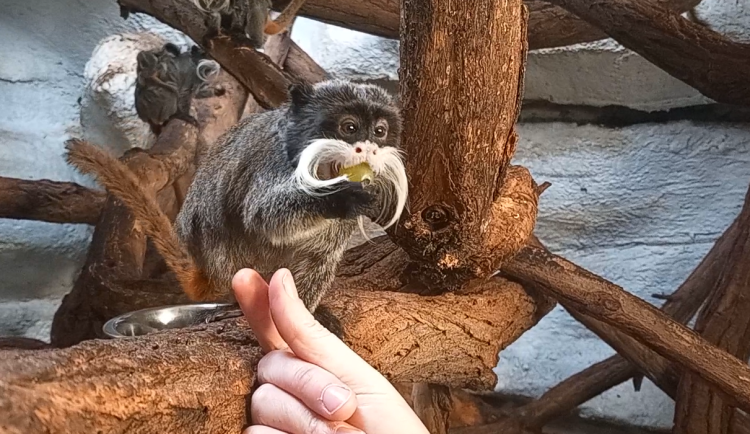 VIDEO: Drápkaté opičky si pochutnaly na hroznovém vínu. Nakrmit je může téměř kdokoliv