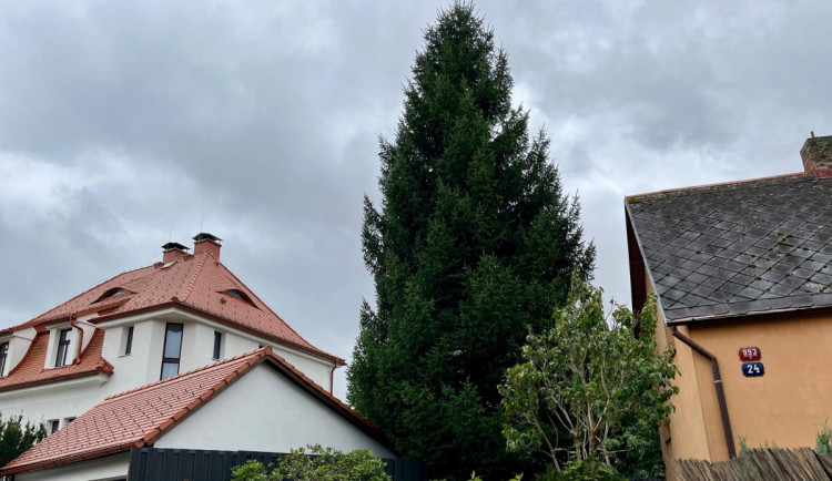 Na Vánoce bude stát před radnicí smrk. Na náměstí dorazí už v polovině listopadu