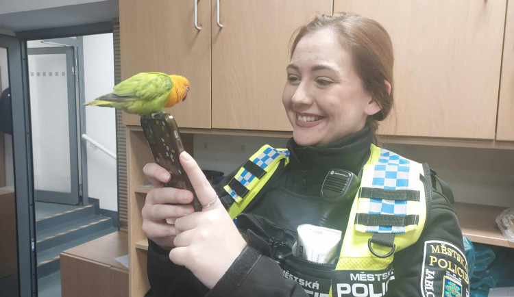 Nečekaná posila jabloneckých strážníků. Ve službě jim pomáhá papoušek Agapornis