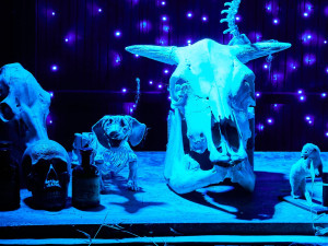 Zoo bude o víkendu strašidelná a návštěvníkům se otevře i ve večerních hodinách