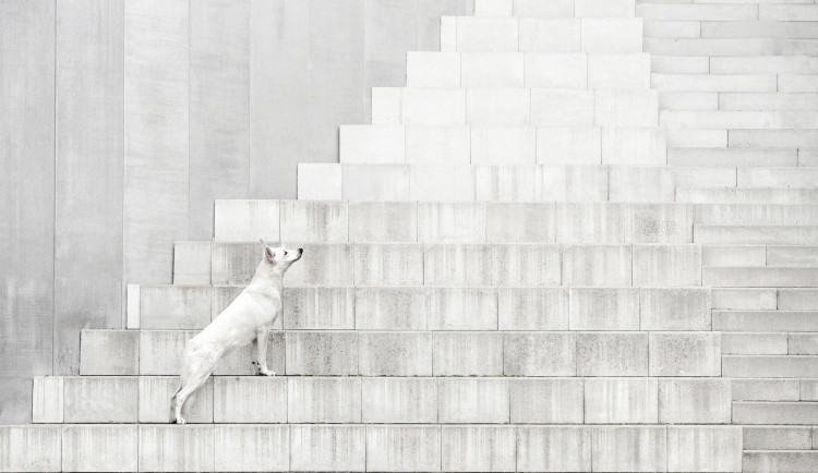 Vítězná fotografie soutěže Dog Photography Awards v kategorii Portrait Outdoor jablonecké fotografky Denisy Zbrankové Albaniové.