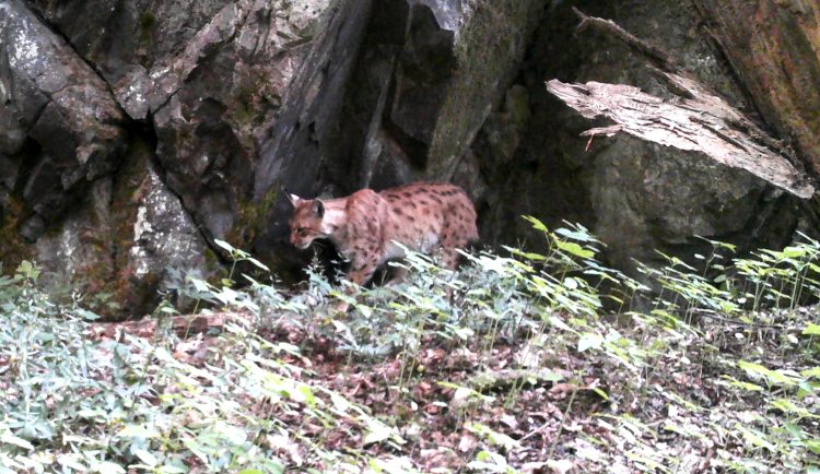 Lidé vybrali jméno pro mladého rysa, který se ze Šumavy přestěhoval do CHKO Brdy