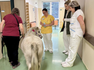 Nečekaná návštěva frýdlantské nemocnice. Za pacienty přijel výtahem miniaturní kůň