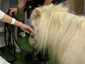 Nečekaná návštěva frýdlantské nemocnice. Za pacienty přijel výtahem miniaturní kůň