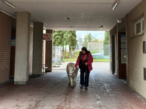Nečekaná návštěva frýdlantské nemocnice. Za pacienty přijel výtahem miniaturní kůň