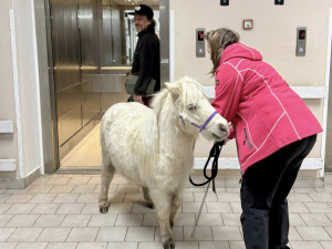 Nečekaná návštěva frýdlantské nemocnice. Za pacienty přijel výtahem miniaturní kůň