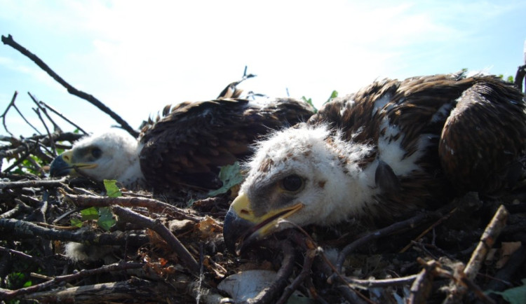 Rekordní rok pro orly královské. Jen v CHKO Soutok se narodilo několik písklat