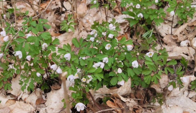 Zapalice žluťuchovitá