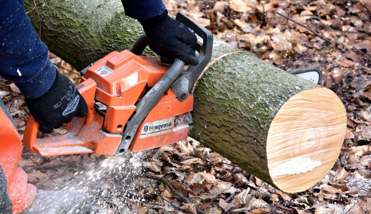 Obvod pokácí desítky stromů, jde hlavně o suché dřeviny, které ohrožují kolemjdoucí