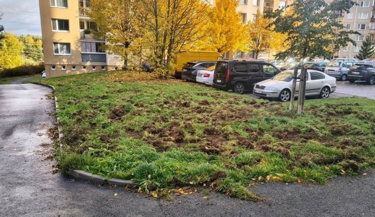 Divočákům se zalíbilo na sídlišti. Obvod vyzývá pejskaře, aby nepouštěli psy z vodítka