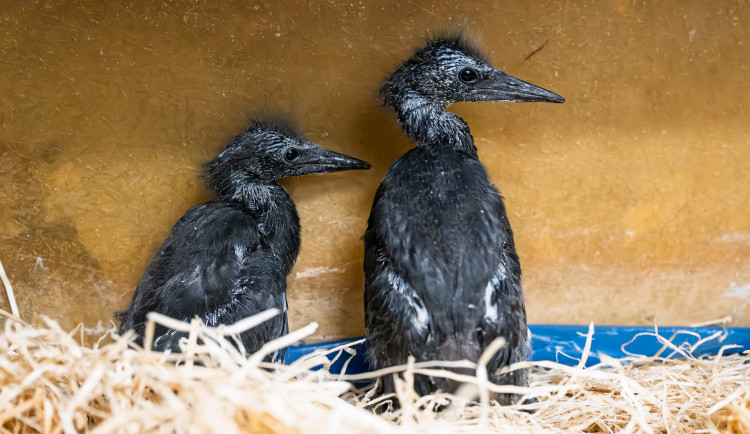 Safari Park slaví světový primát, hlásí první vylíhlé volavky černé na světě