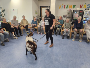 Osm kopýtek a čtyři rohy pro radost. V Alzhemier centru proběhla kozí terapie