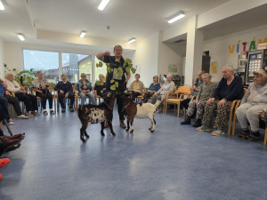 Osm kopýtek a čtyři rohy pro radost. V Alzhemier centru proběhla kozí terapie