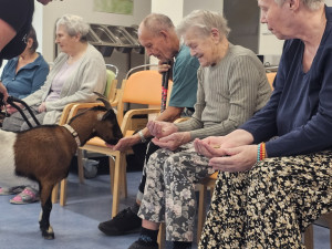 Osm kopýtek a čtyři rohy pro radost. V Alzhemier centru proběhla kozí terapie
