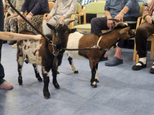 Osm kopýtek a čtyři rohy pro radost. V Alzhemier centru proběhla kozí terapie