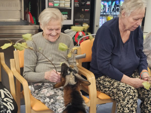 Osm kopýtek a čtyři rohy pro radost. V Alzhemier centru proběhla kozí terapie