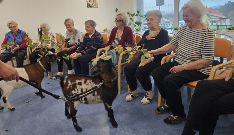Osm kopýtek a čtyři rohy pro radost. V Alzhemier centru proběhla kozí terapie