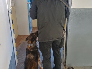 Zásah tří stovek příslušníků vězeňské služby v rýnovické věznici. Našli mobily i nůž