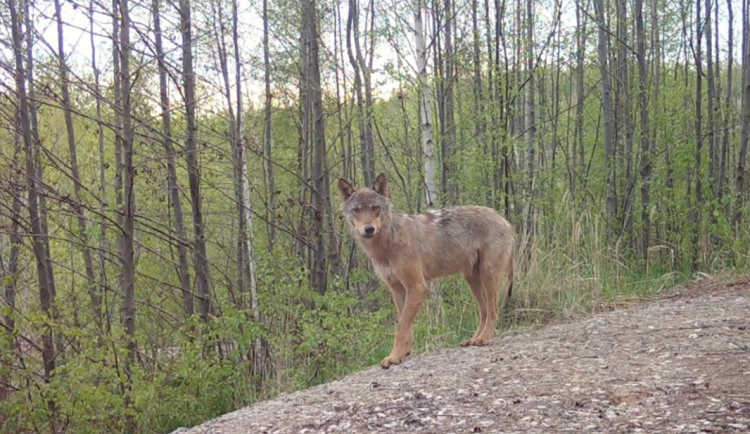 Vlkům se v Libereckém kraji daří. Přírůstky hlásí v Lužických horách i na Frýdlantsku