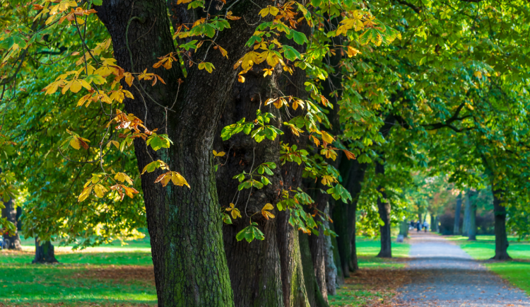 Hradecký kraj se hlásí o titul Alej roku 2025. Lidé mohou hlasovat pro čtyři nominované