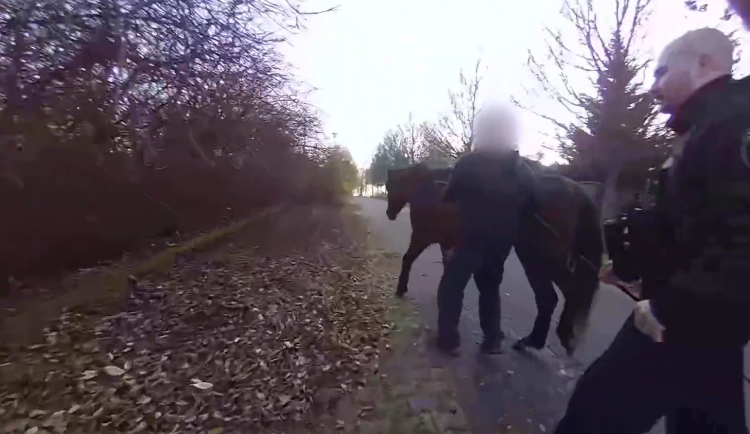 VIDEO: Po ulici se potuloval kůň, strážníky při odchytu pěkně prohnal