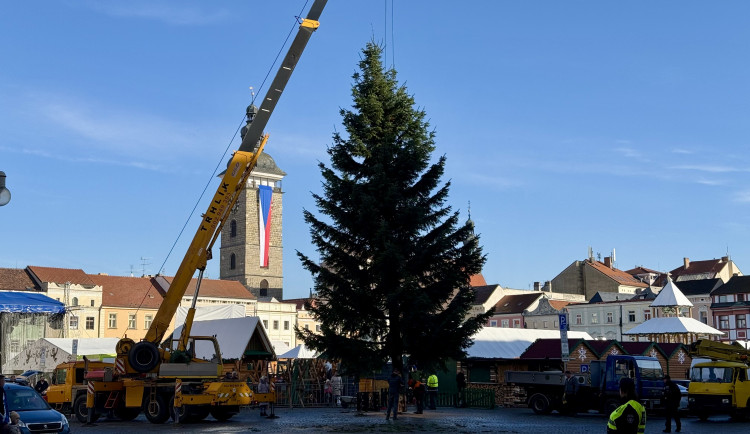 Nový vánoční strom je na místě. Pětadvacetiletá jedle se rozsvítí na konci měsíce