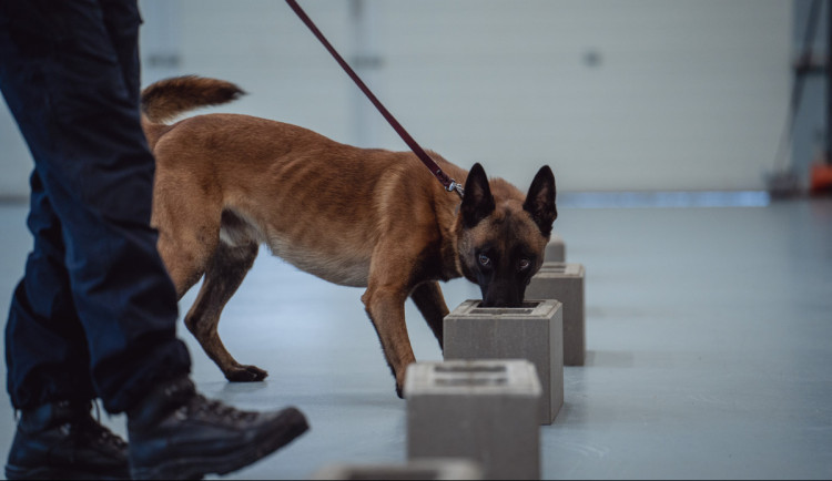 Foto z výcviku služebních psů Celní správy ČR.