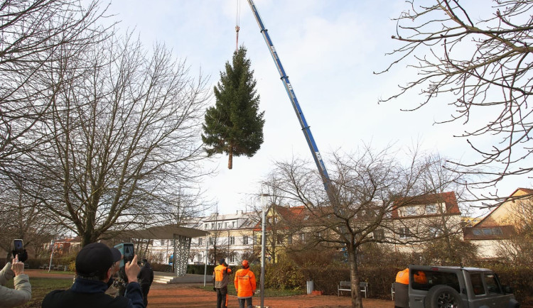 FOTO: Čtyřka už má na místě letošní vánoční strom. Podívejte se na jeho převoz
