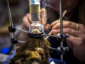 Na jablonecké veterině potkáte nejen psi a kočky, ale i ježka, papouška či chameleona