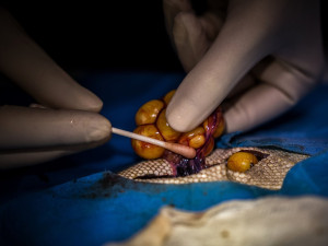 Na jablonecké veterině potkáte nejen psi a kočky, ale i ježka, papouška či chameleona