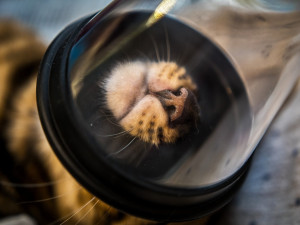 Na jablonecké veterině potkáte nejen psi a kočky, ale i ježka, papouška či chameleona