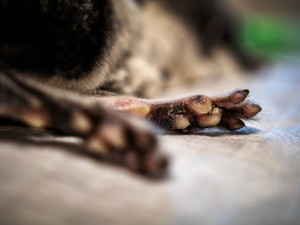 Na jablonecké veterině potkáte nejen psi a kočky, ale i ježka, papouška či chameleona