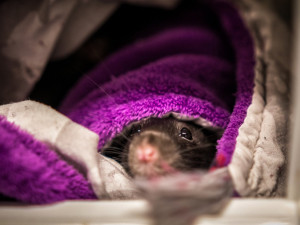 Na jablonecké veterině potkáte nejen psi a kočky, ale i ježka, papouška či chameleona