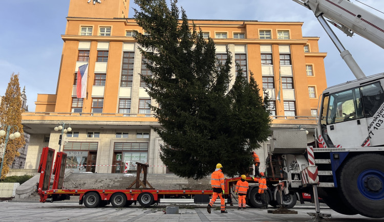 Ilustrační foto stavění vánočního stromu z roku 2024.